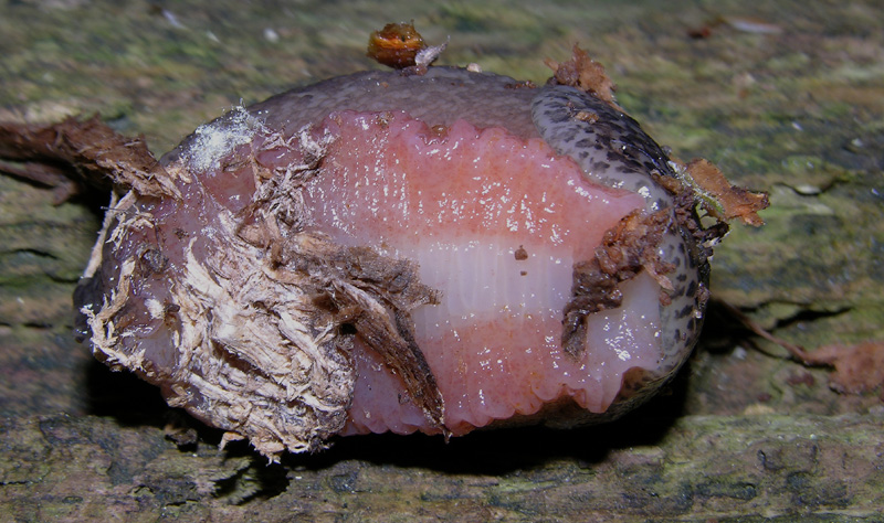 Limax veronensis da Trento